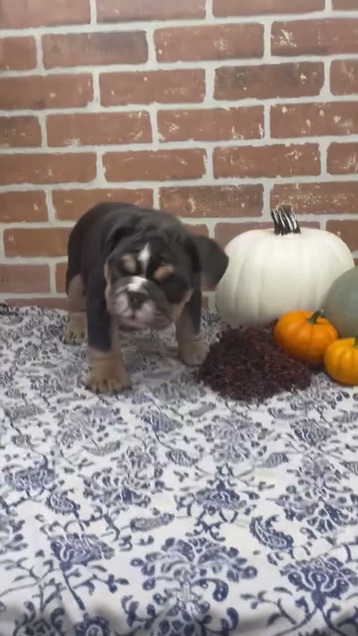 English Bulldog dogs for sale: Henry - Video 1