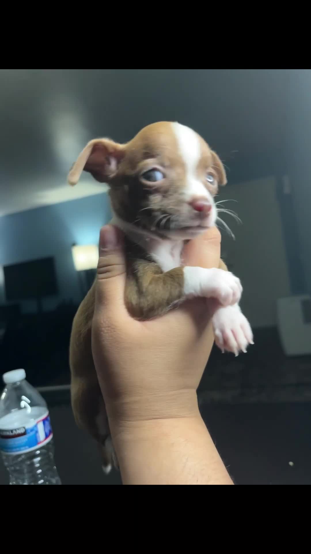 Chihuahua dogs for sale: Miniatura chihuahua 💙 - Video 1