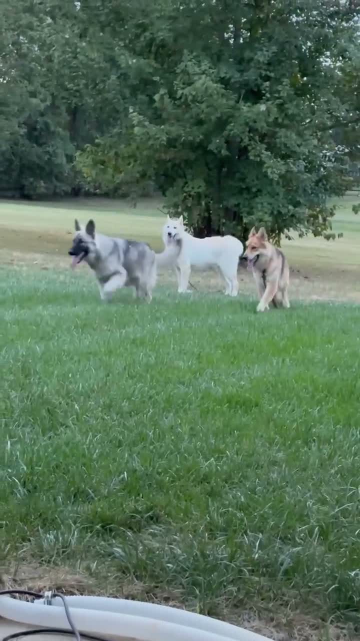 German Shepherd dogs for sale: Lacy  - Video 1