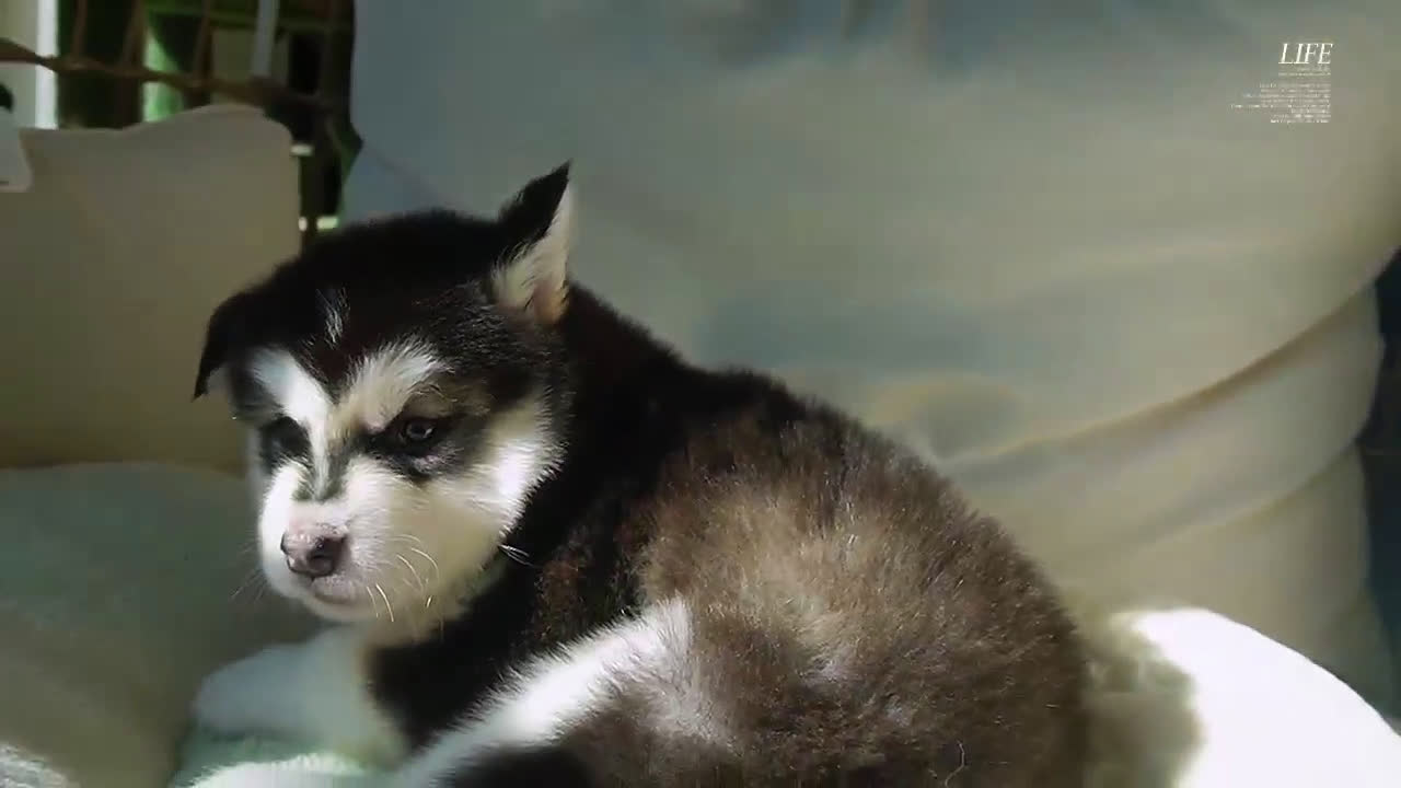 Alaskan Malamute dogs for sale: Saseme - Video 1