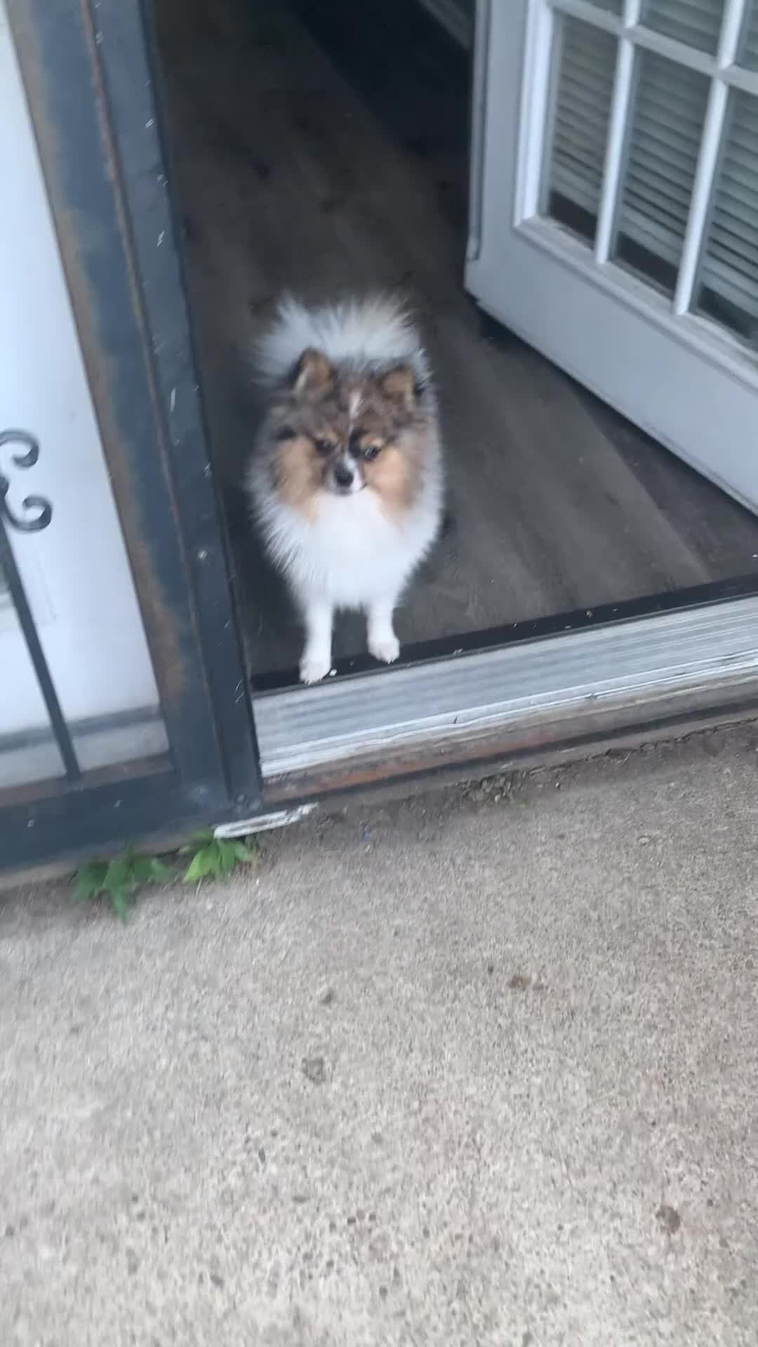 Pomeranian dogs for sale: Pomeranian 1 - Video 1
