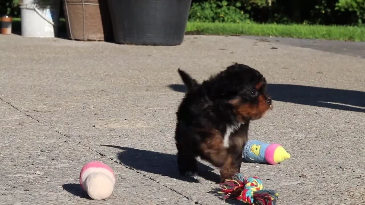 Cavapoo dogs for sale: Millie - Video 1