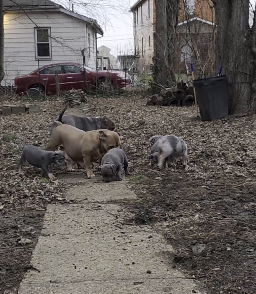 American Bully dogs for sale: Black tri Merle - Video 7