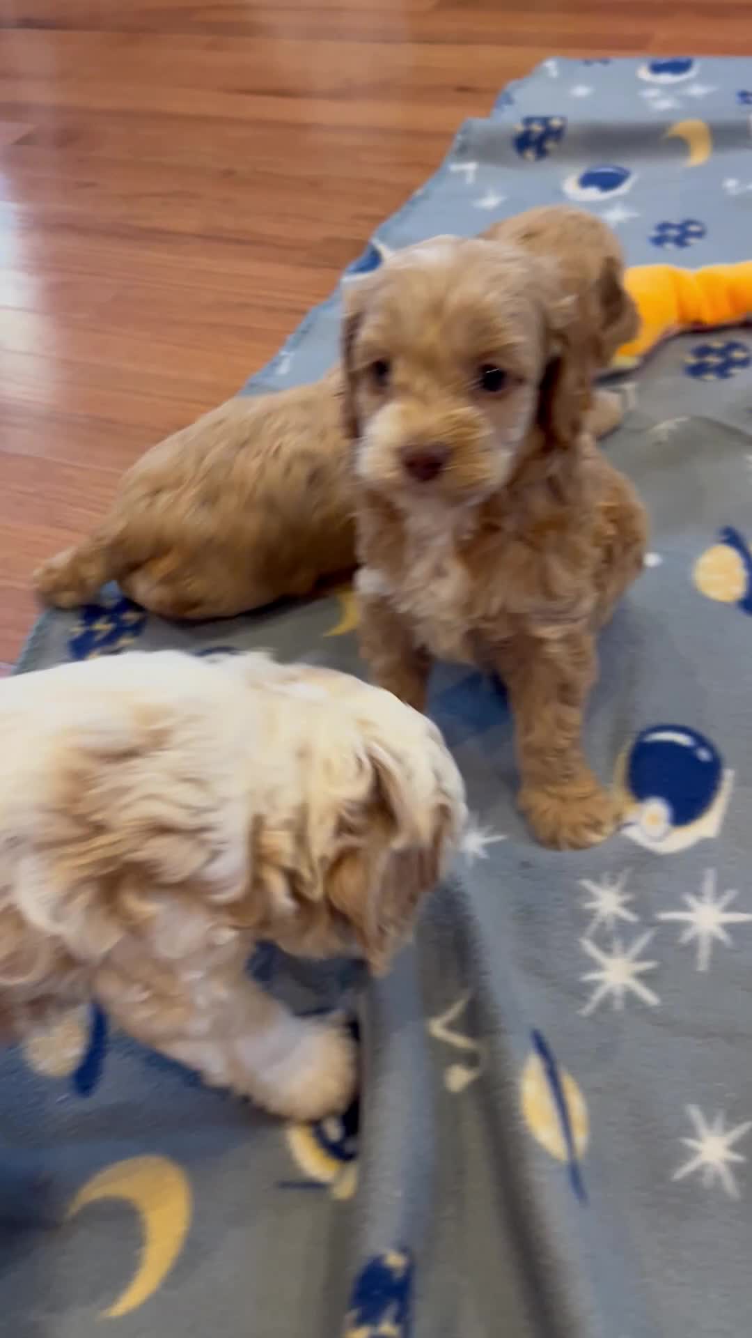 Cockapoo dogs for sale: Buff and white/brown and black nose  - Video 1