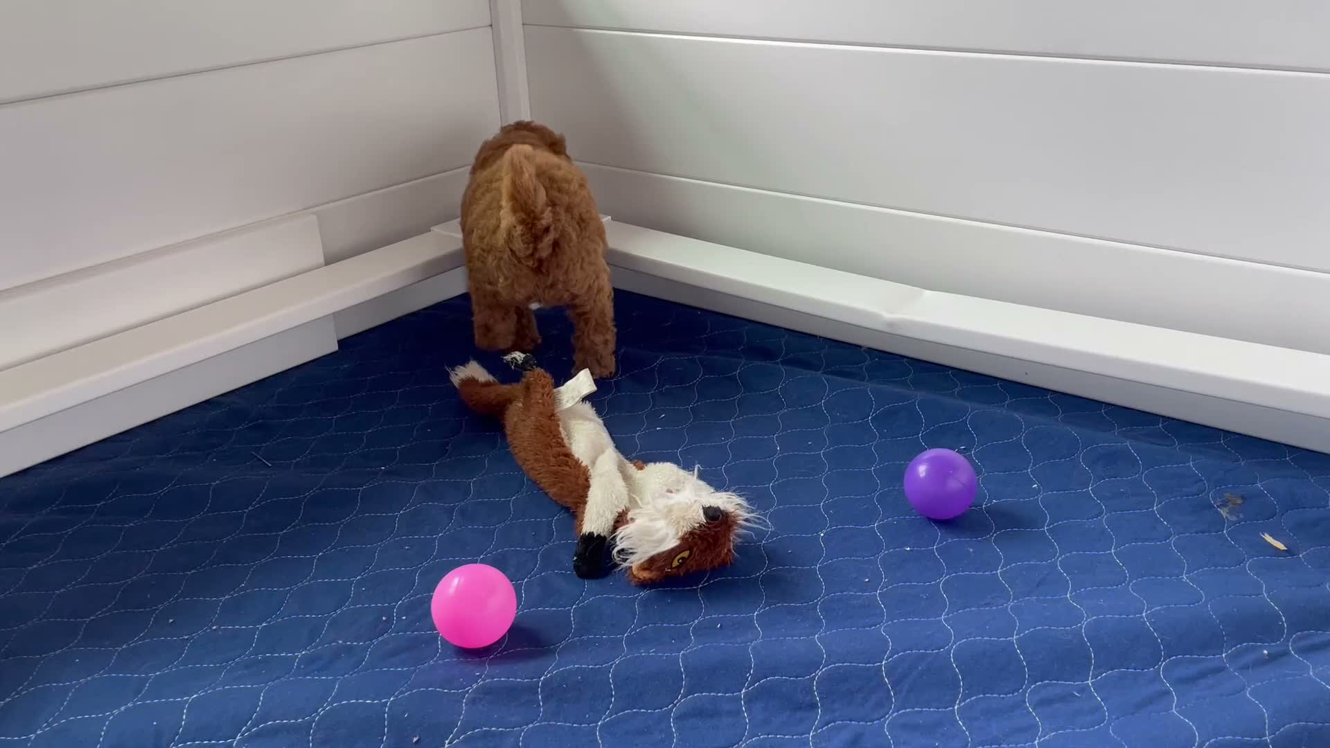 Mini Goldendoodle dogs for sale: Mr. Sarge - Video 2