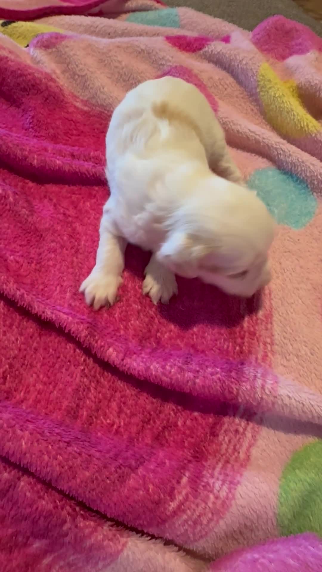 Bichpoo dogs for sale: Cookie  - Video 1