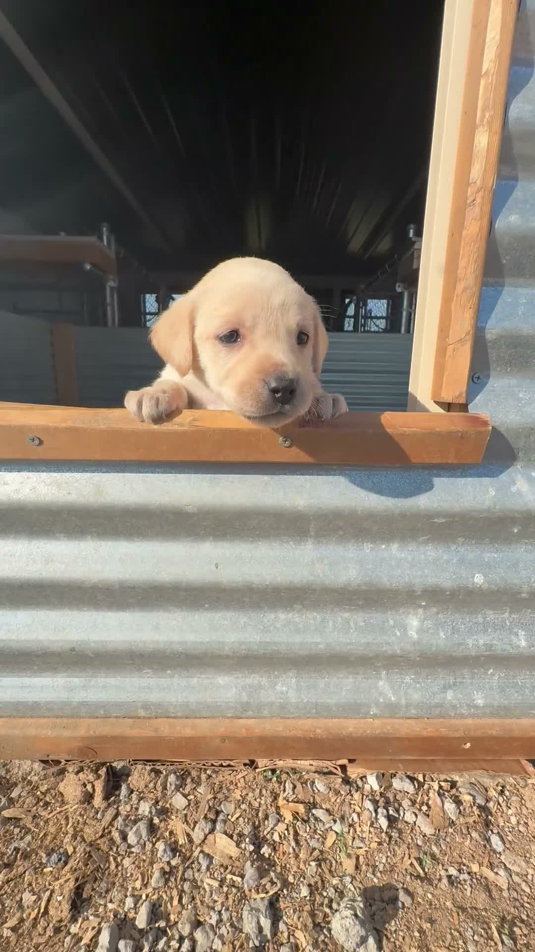 Labrador Retriever dogs for sale: Labrador Retriever 2 - Video 1