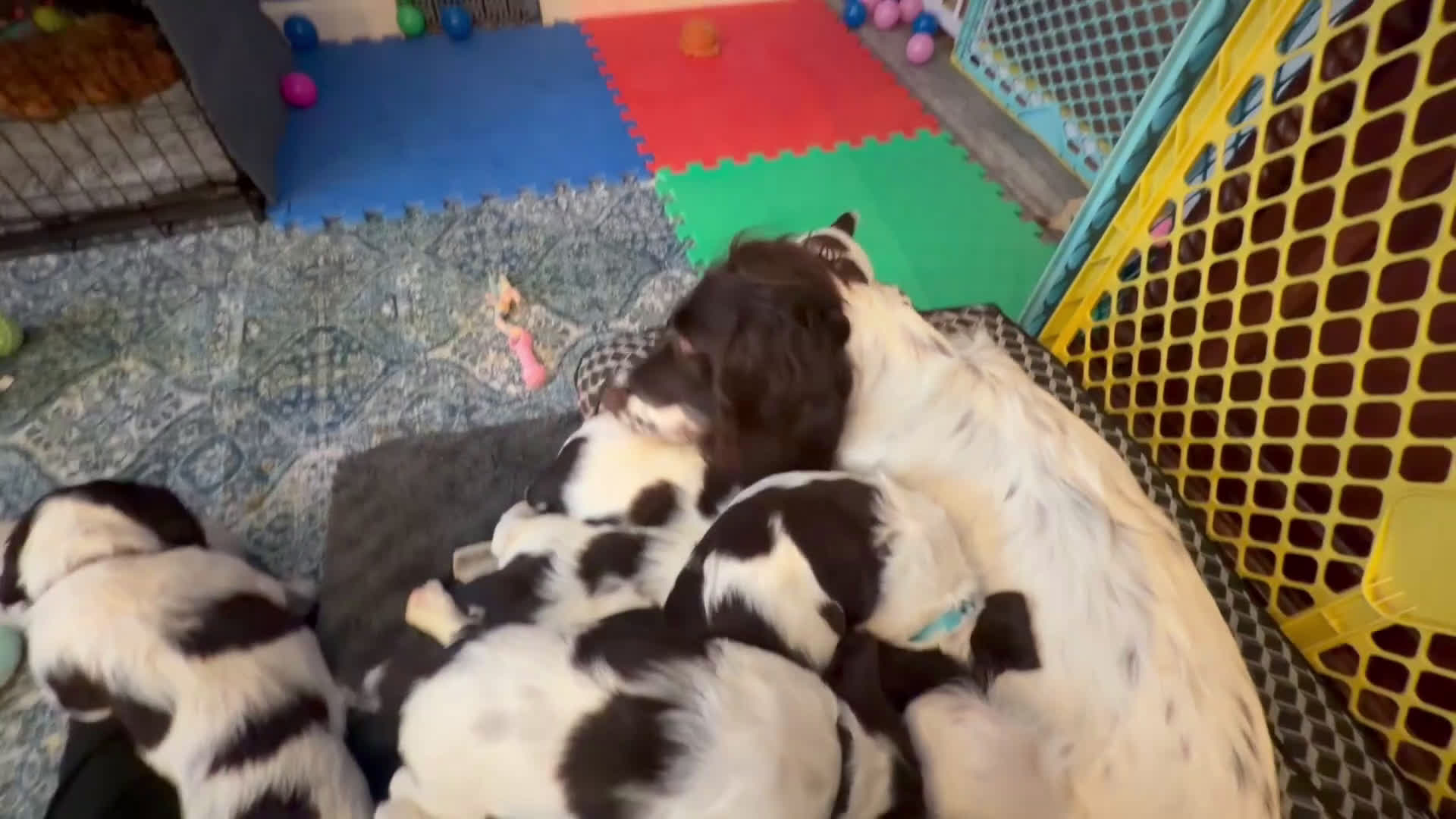 English Springer Spaniel dogs for sale: English Springer Spaniel Puppy 1 - Video 2