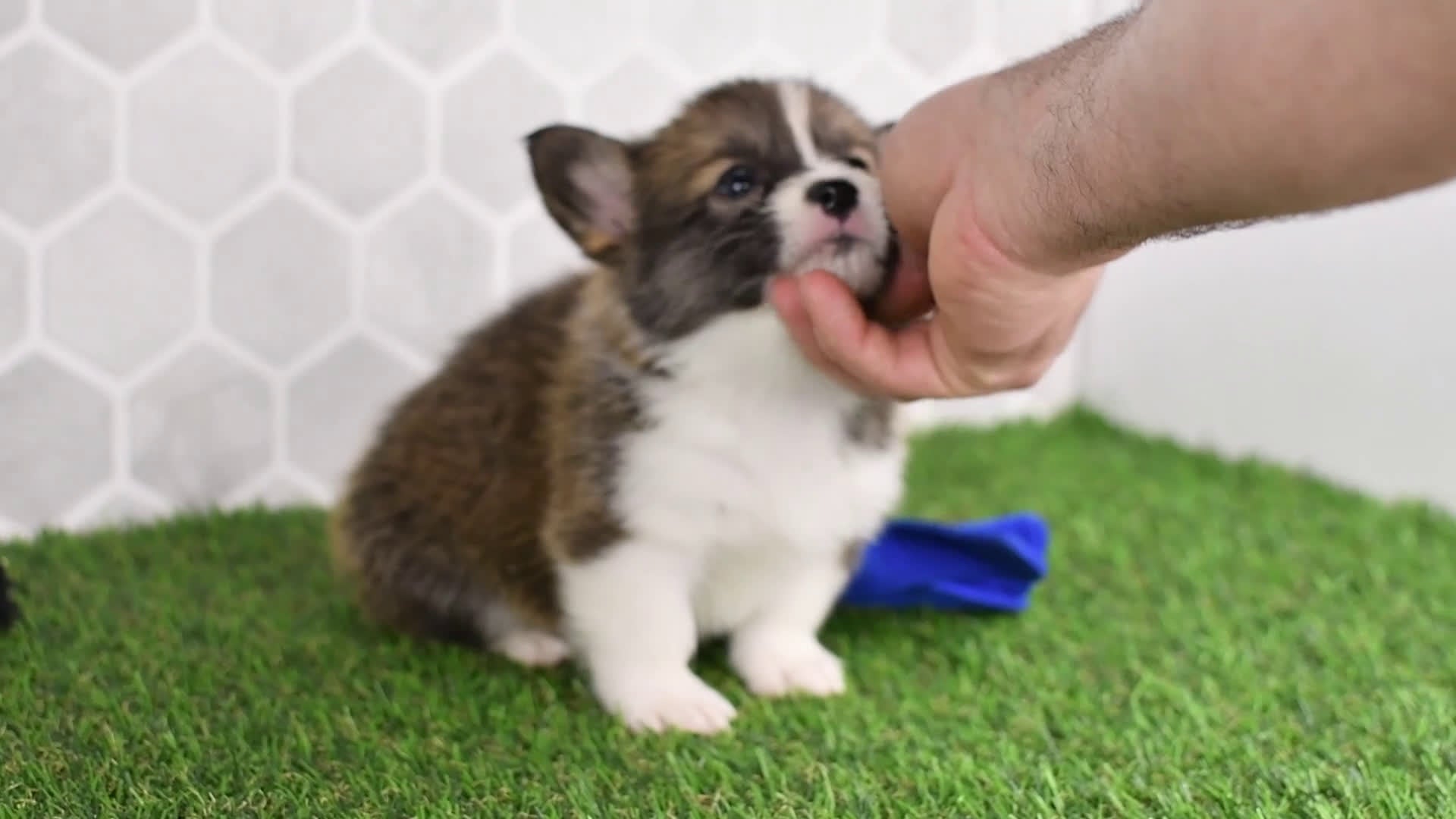 Welsh Corgi Pembroke dogs for sale: Queen 2508 - Video 1