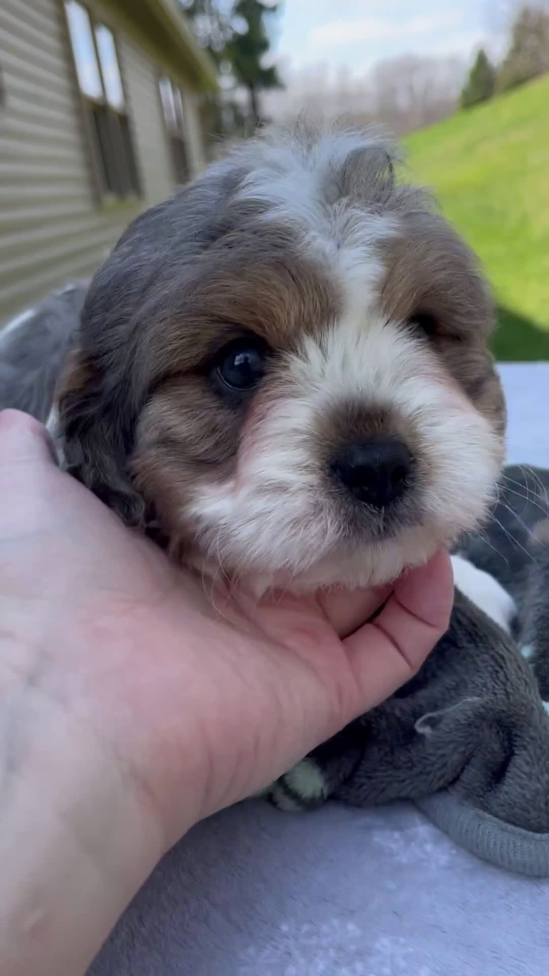 Cavapoo dogs for sale: Brody - Video 1