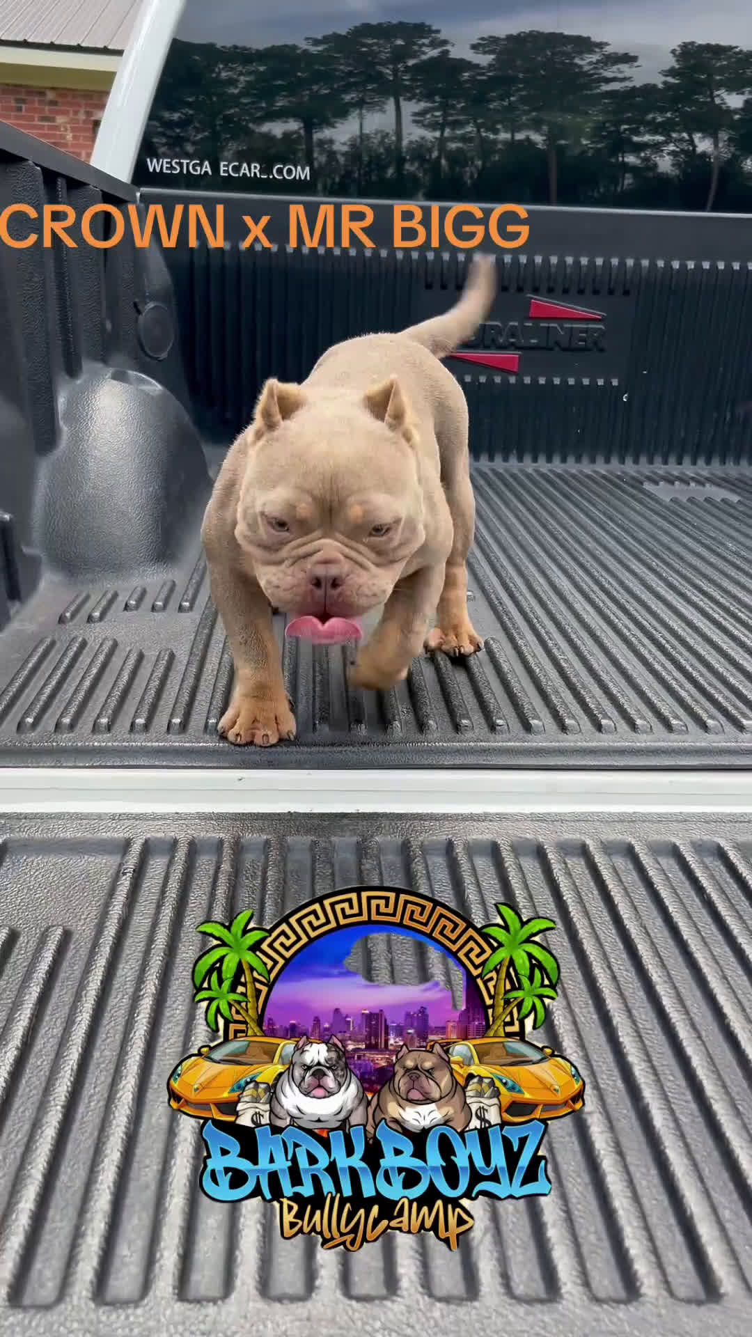 American Bully dogs for sale: Barkboyz Bullycamp Weezy - Video 1