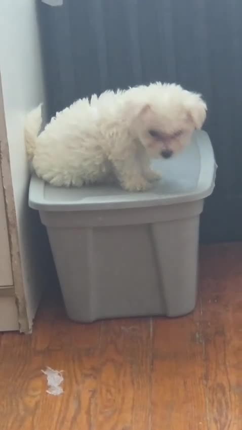 Maltipoo dogs for sale: Maddie  - Video 1