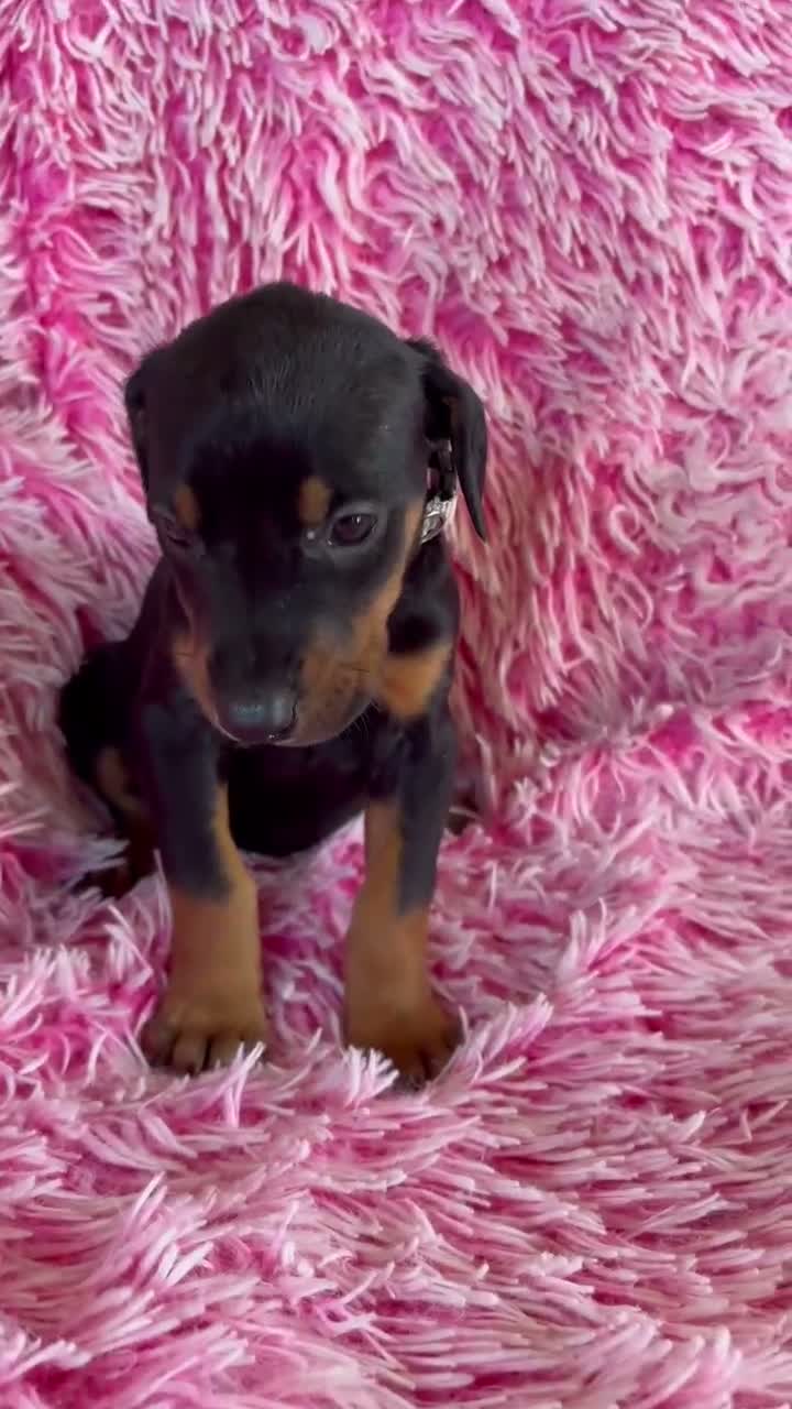 Doberman Pinscher dogs for sale: Doberman Pinscher 8 - Video 1