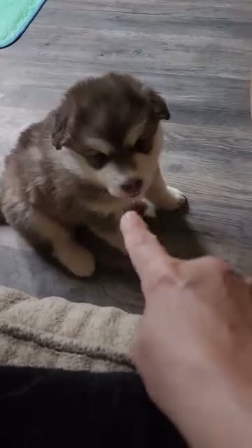 Alaskan Malamute dogs for sale: Meet Hex, she is a red white akc Alaskan malamute female. Lovable and fun to play with.  - Video 1