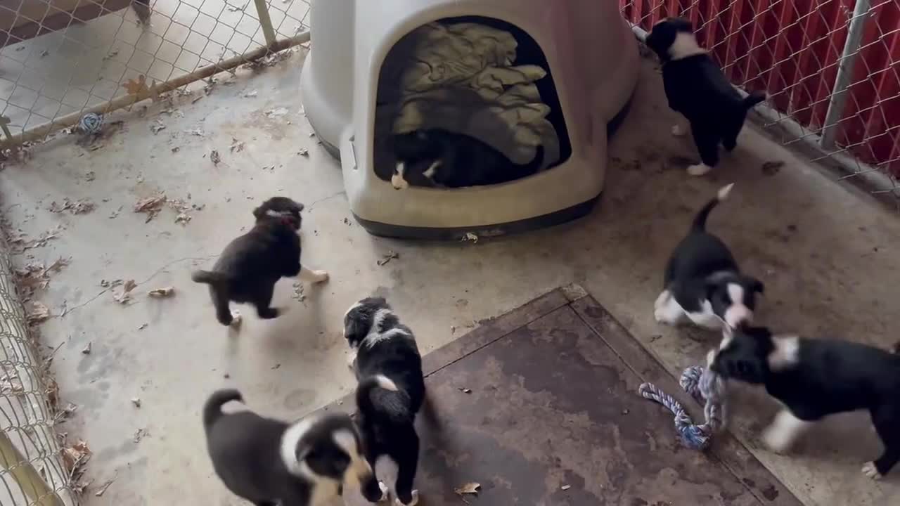 Border Collie dogs for sale: Panda  - Video 1