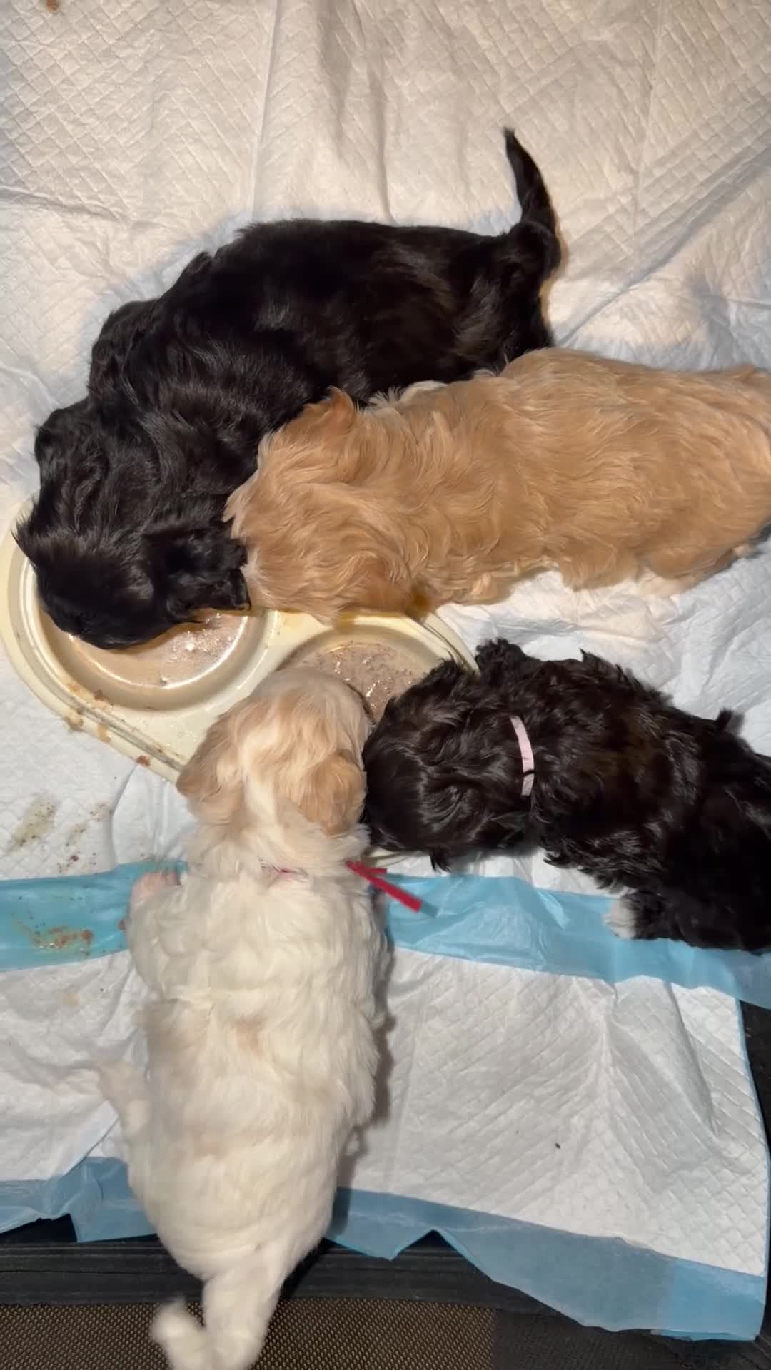 Havapoo dogs for sale: Fern - Video 1