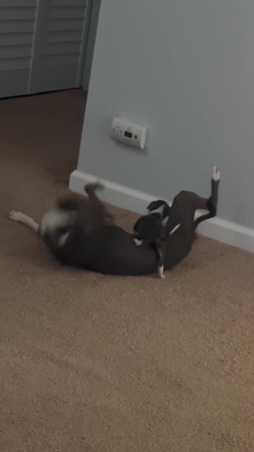 Italian Greyhound dogs for sale: Italian Greyhound 2 - Video 2