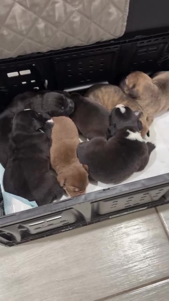 American Pit Bull Terrier dogs for sale: American Pit Bull Terrier 4 - Video 1