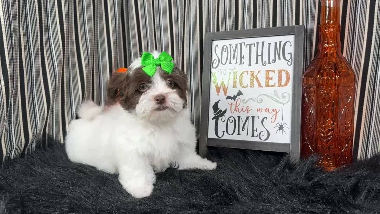 Shihpoo dogs for sale: Shihpoo 3 - Video 2