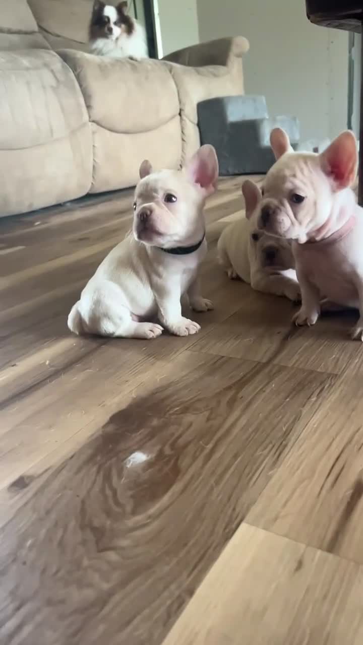 French Bulldog dogs for sale: French Bulldog Puppy 2 - Video 2