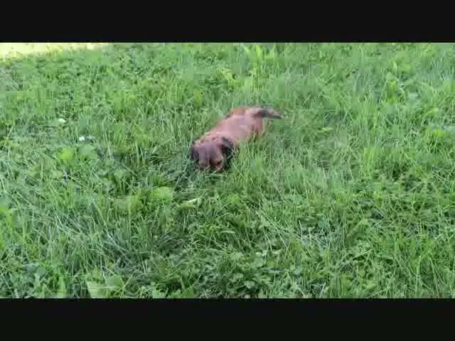 Shihpoo dogs for sale: Samantha - Video 1