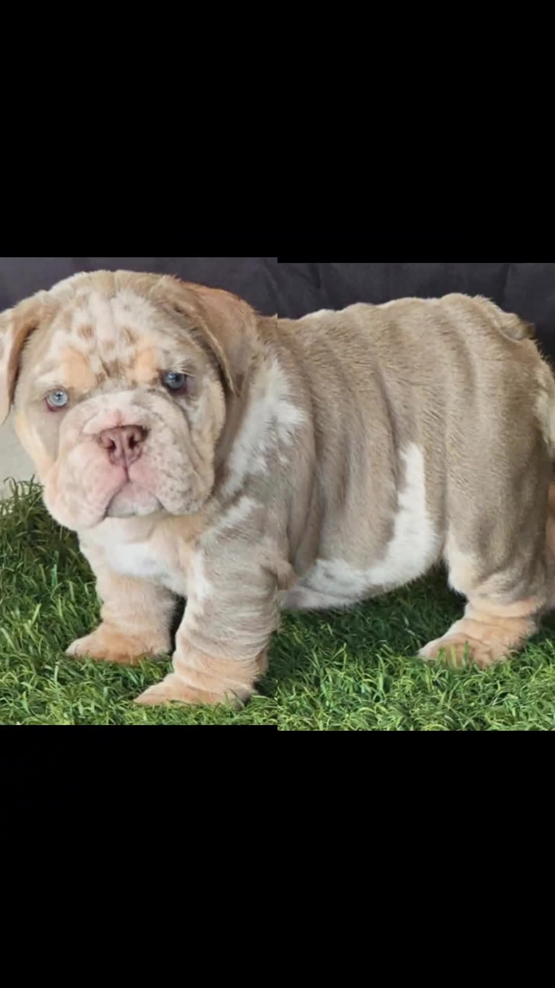 English Bulldog dogs for sale: RARE Lilac Merle – Blue Eyes – Showstopper - Video 2