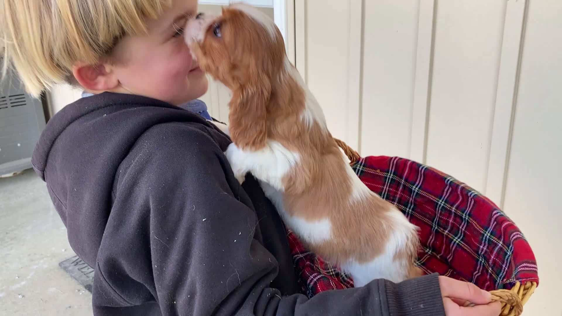 Cavalier King Charles Spaniel dogs for sale: Moonlight - Video 2