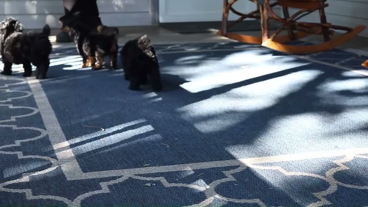 Miniature Poodle dogs for sale: Cassie - Video 1
