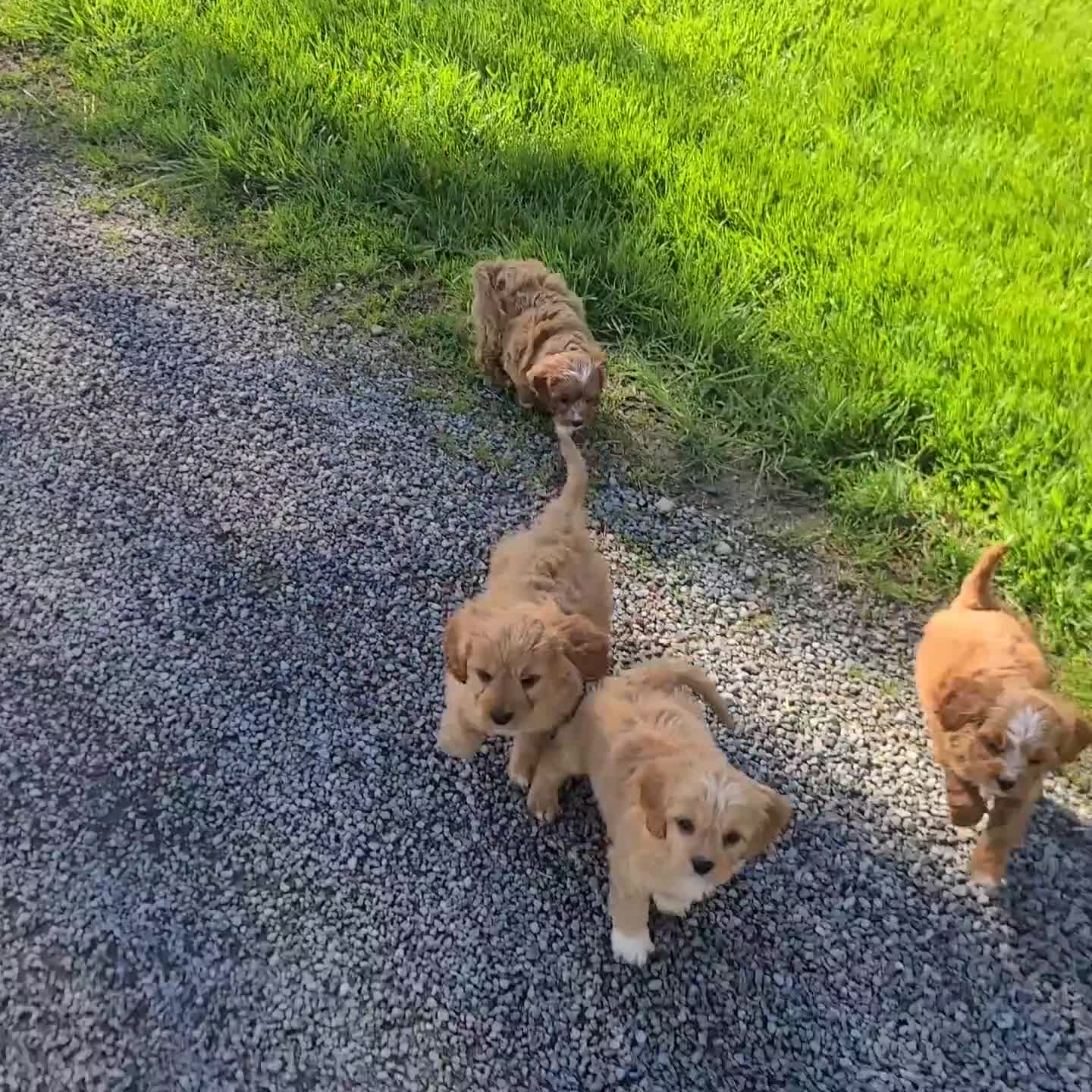 Cavapoo dogs for sale: Gunner - Video 1