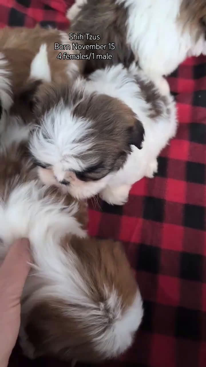 Shih Tzu dogs for sale: Parker - Video 2