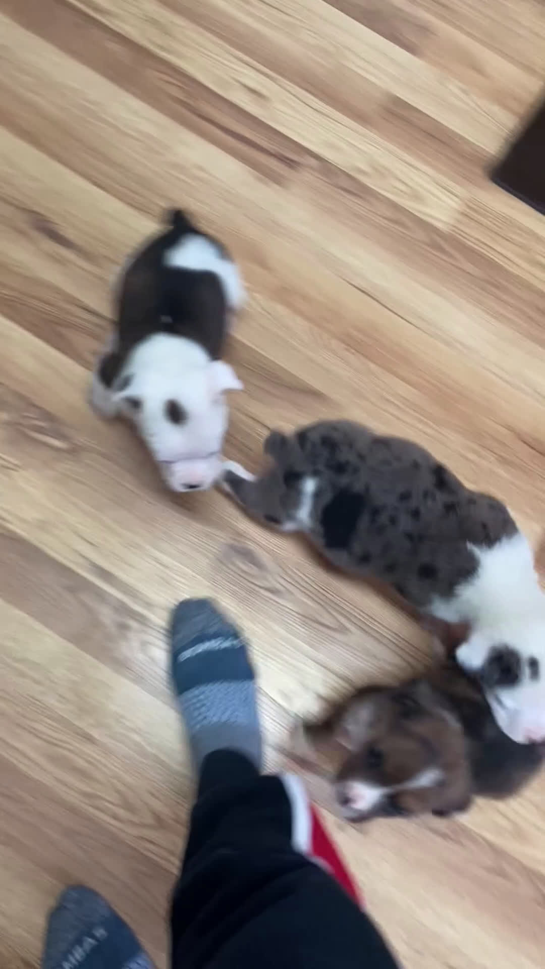 Mixed Breed dogs for sale: Lily - Video 2