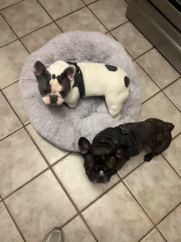 French Bulldog dogs for sale: P frenchie male  - Video 1