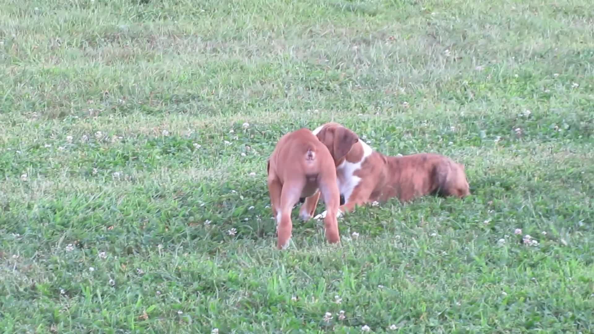 Boxer dogs for sale: Kade - Video 1
