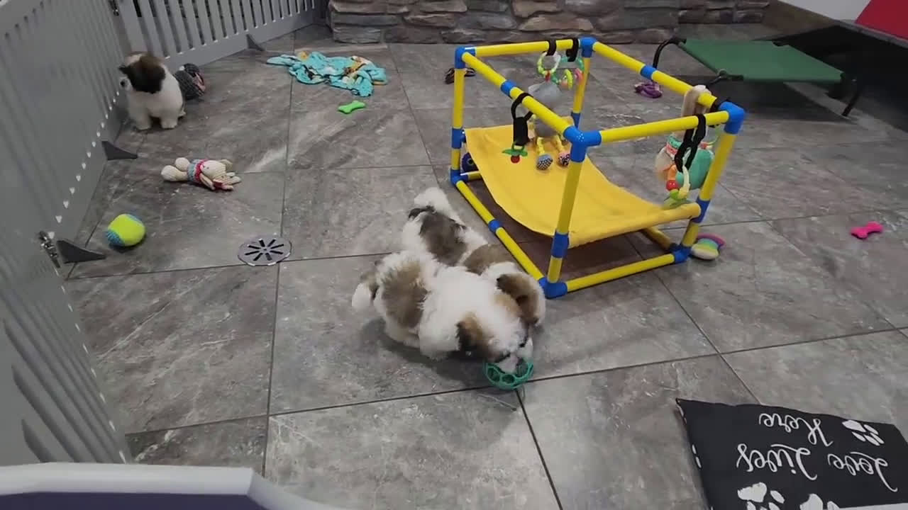 Havanese dogs for sale: WATSON - Video 3