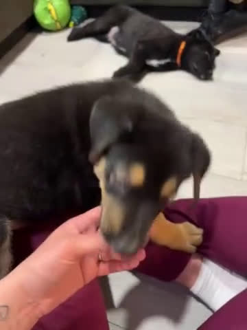 Mixed Breed dogs for sale: Mixed Breed Puppy 6 - Video 1