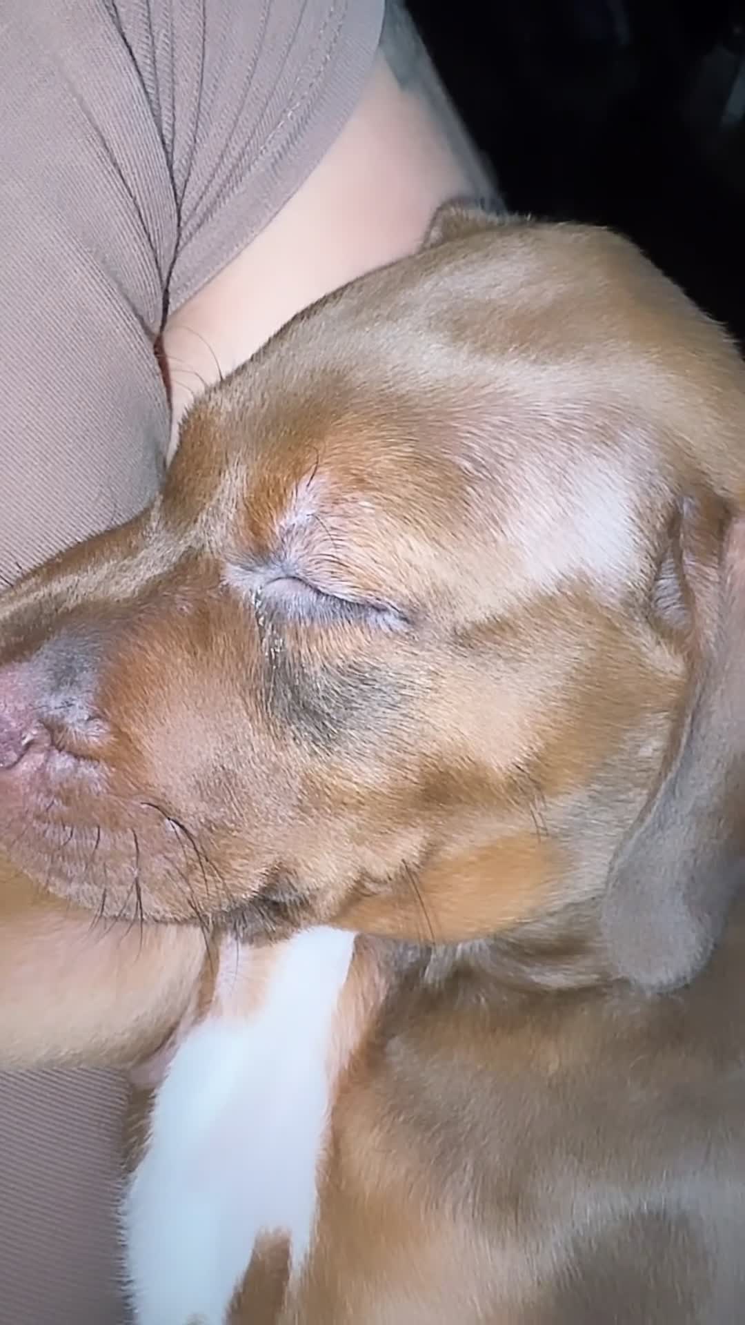 Mixed Breed dogs for sale: Mixed Breed 1 - Video 2