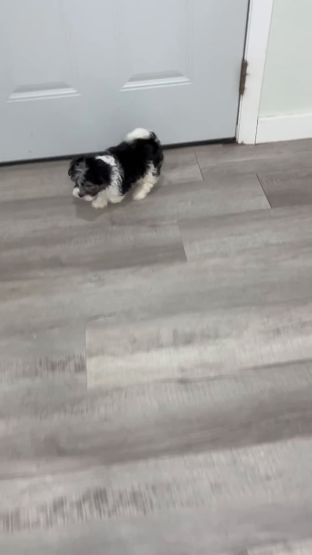 Havanese dogs for sale: Alex - Video 1