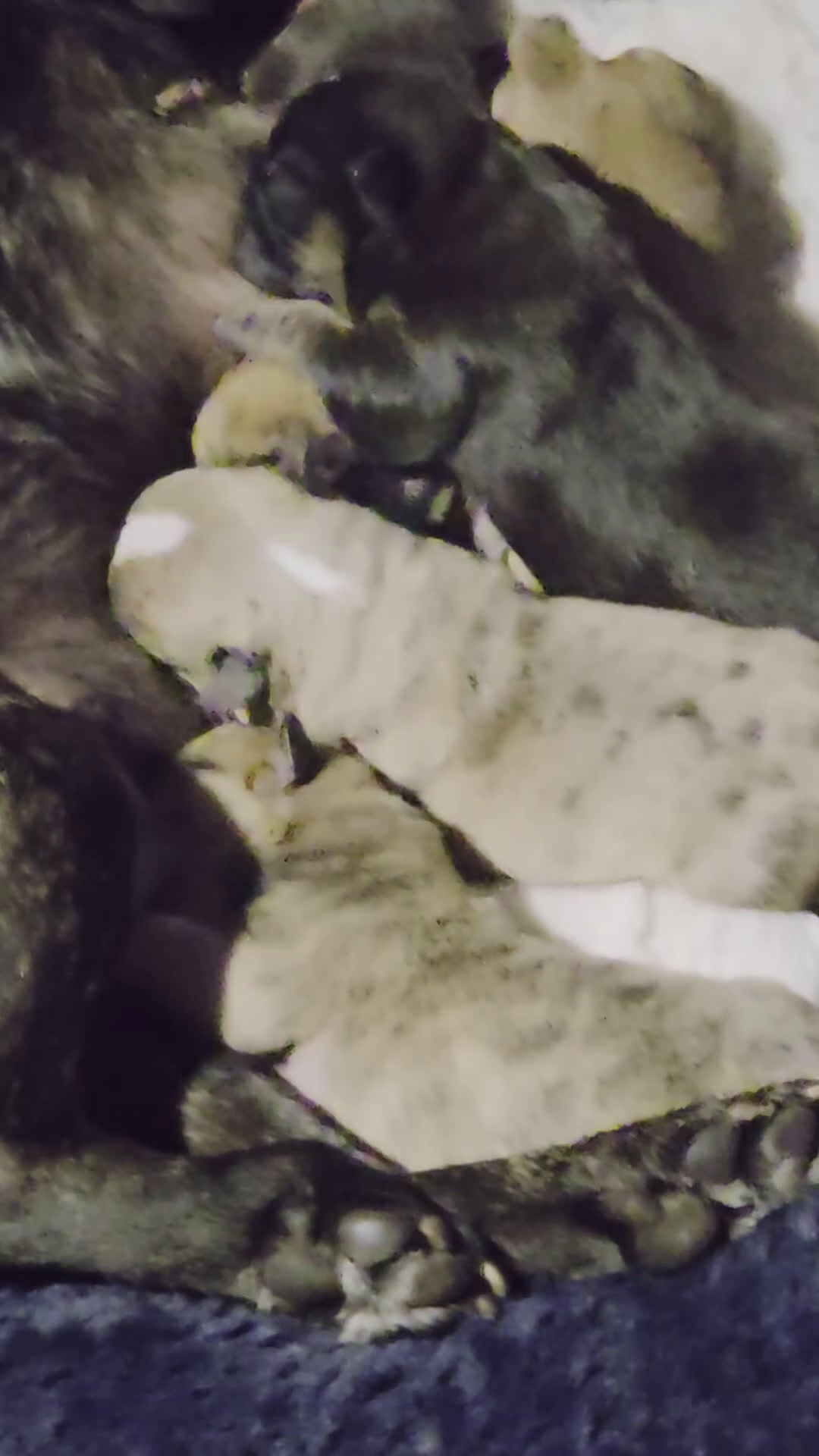 French Bulldog dogs for sale: French Bulldog Puppy 3 - Video 2