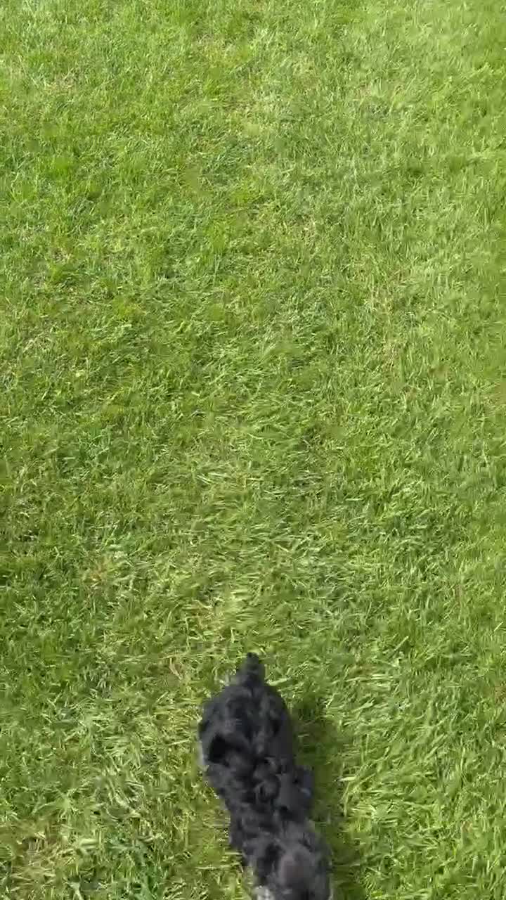 Yorkiepoo dogs for sale: Willow - Video 5