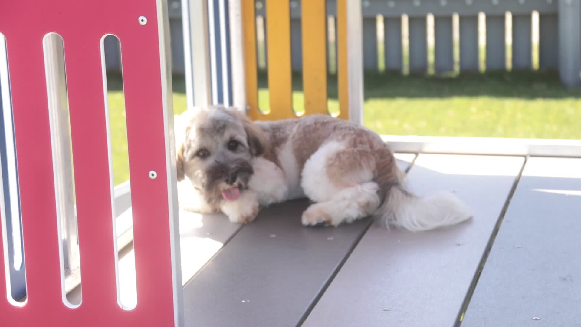 Havanese dogs for sale: Biscotti - Video 1