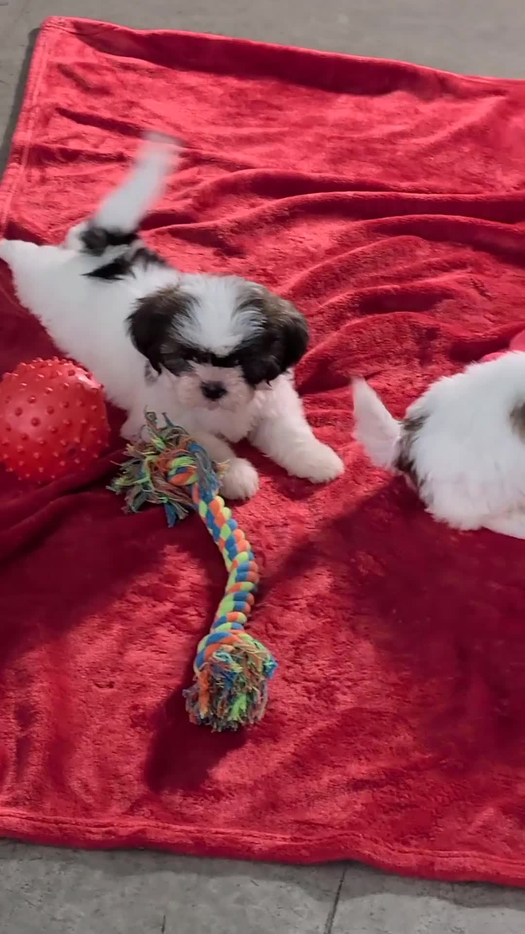 Shih Tzu dogs for sale: Molly  - Video 1