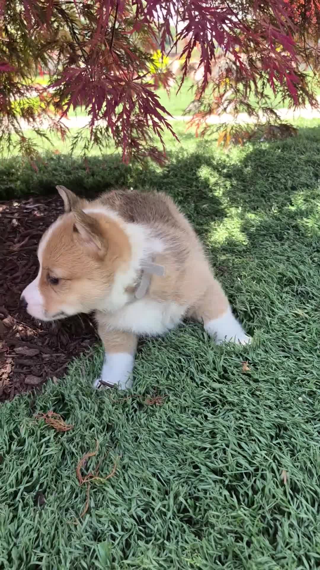 Welsh Corgi Pembroke dogs for sale: Grey - Video 1