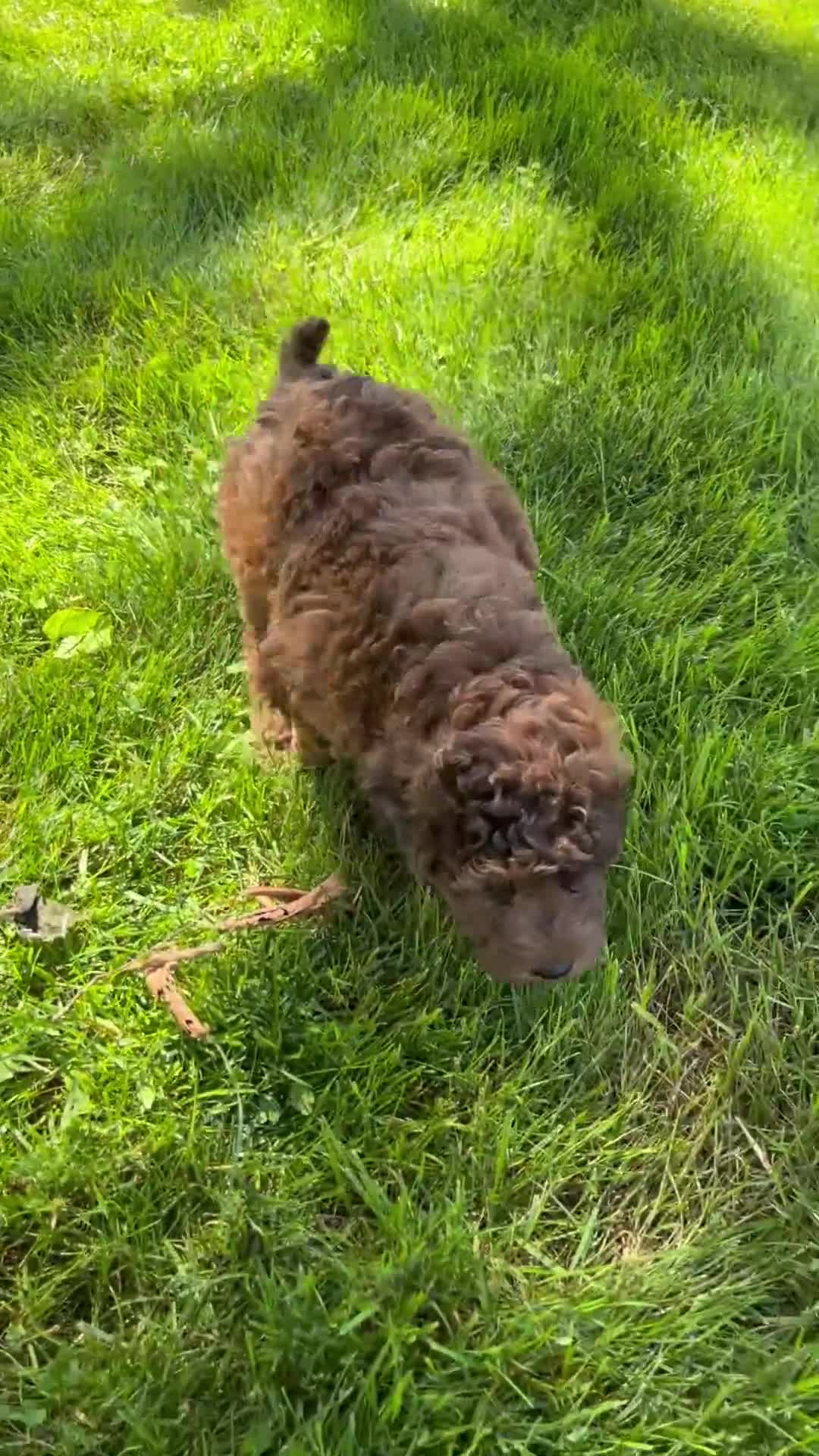 Mixed Breed dogs for sale: Nikki - Video 1