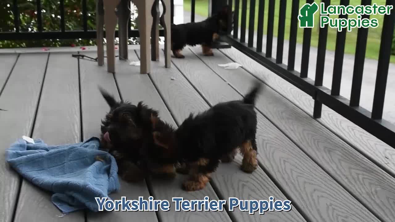 Yorkshire Terrier dogs for sale: Cathy - Video 1