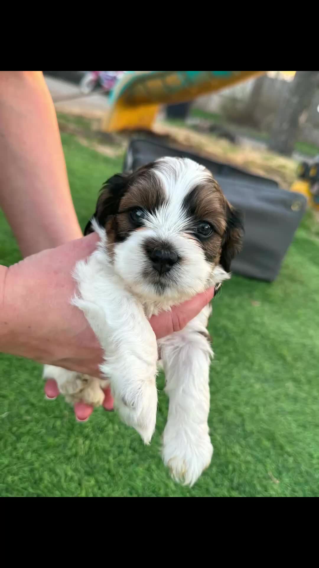 Mixed Breed dogs for sale: Mixed Breed Puppy 1 - Video 1