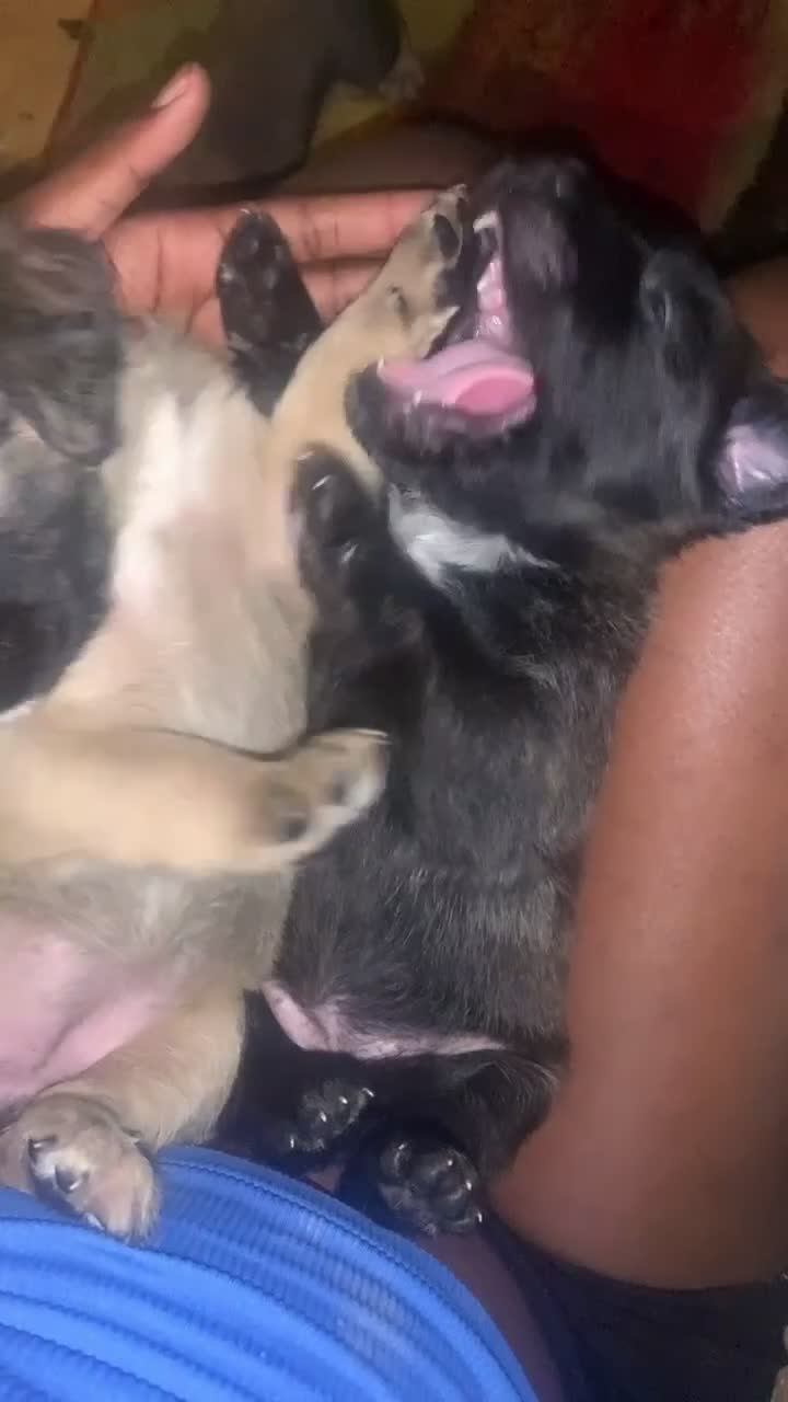 Mixed Breed dogs for sale: Red nose brindle pit bull mix with American mastiff - Video 2