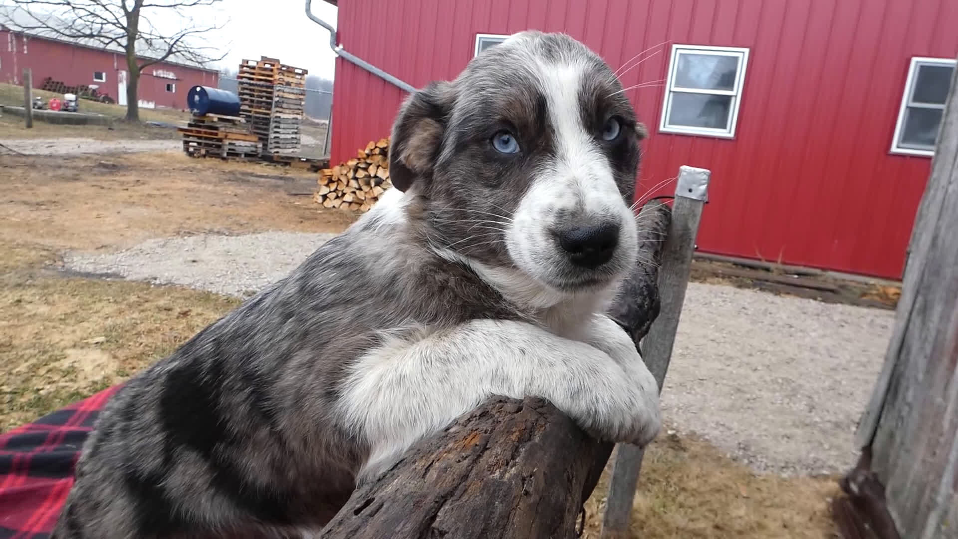 Mixed Breed dogs for sale: Mixed Breed Puppy 7 Beauty - Video 1