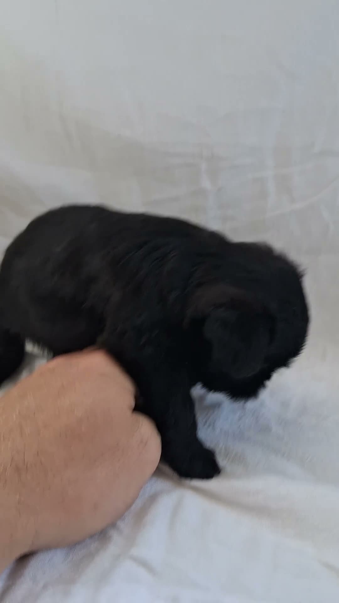 Affenpinscher dogs for sale: LLW JAMES - Video 1
