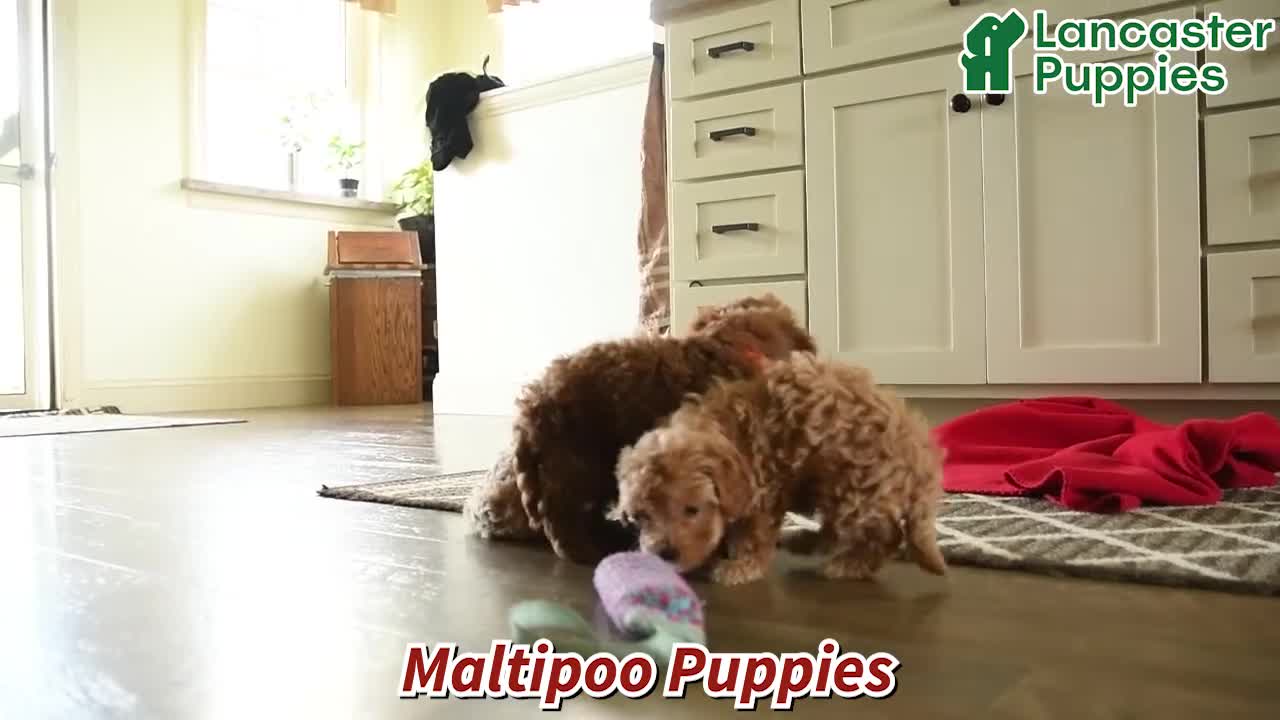 Maltipoo dogs for sale: Scott - Video 1