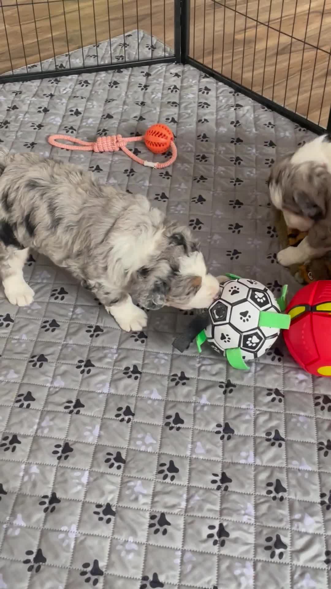 Bernedoodle dogs for sale: Mr. Sailor - Video 1